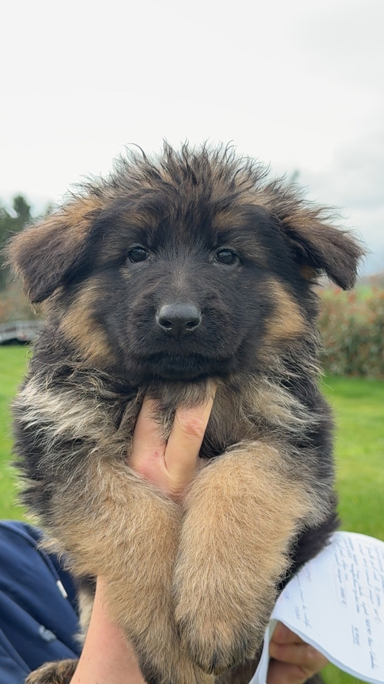Vom Haus Novak - Chiots disponibles - Berger Allemand