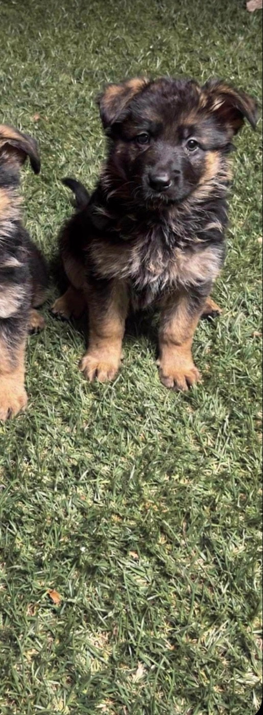 Vom Haus Novak - Chiots disponibles - Berger Allemand