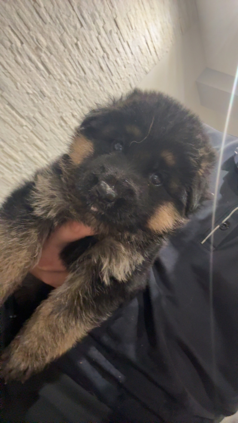 Vom Haus Novak - Chiots disponibles - Berger Allemand