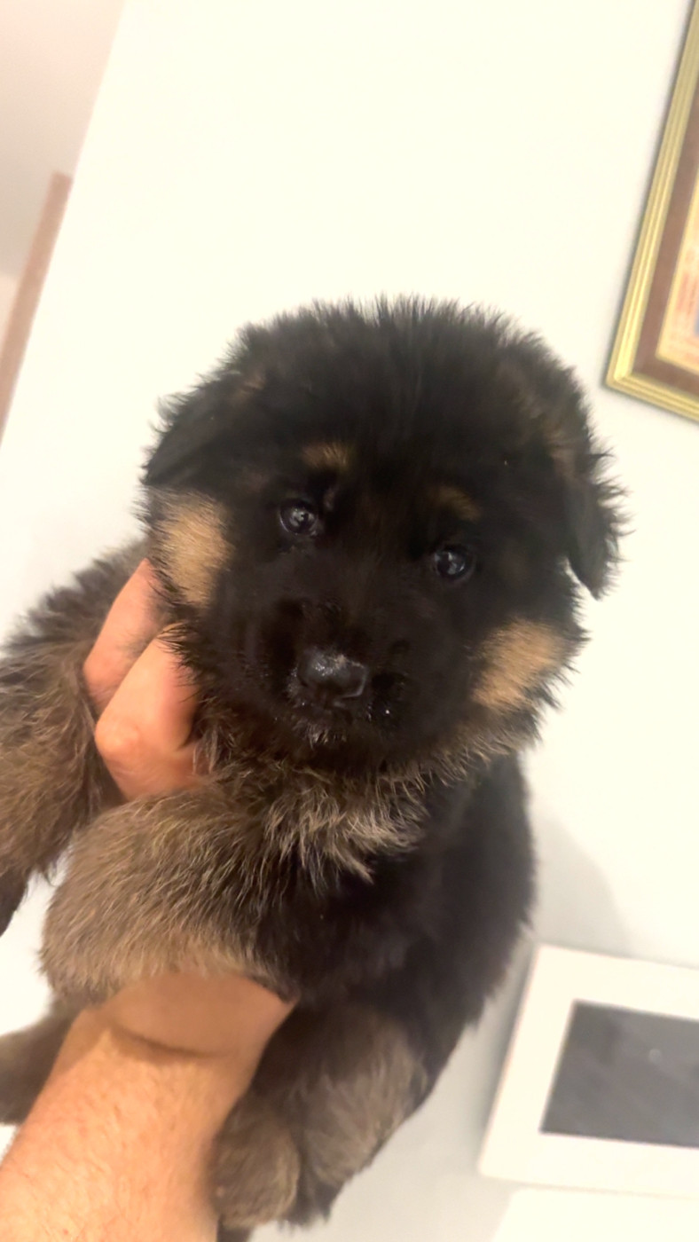 Vom Haus Novak - Chiots disponibles - Berger Allemand
