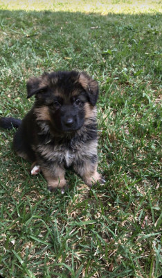 Chiot N°4