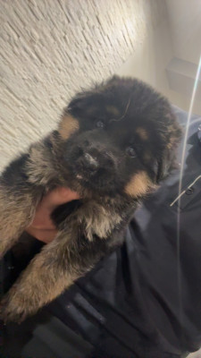 Chiot N°7