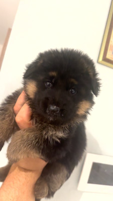 Chiot N°8